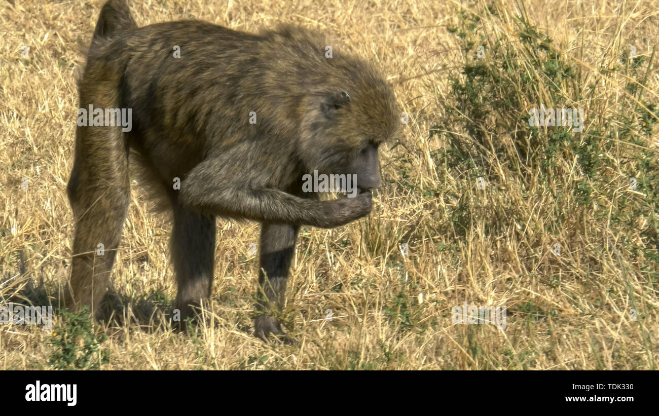 Un babouin olive de nourriture dans le Masai Mara, Kenya Banque D'Images