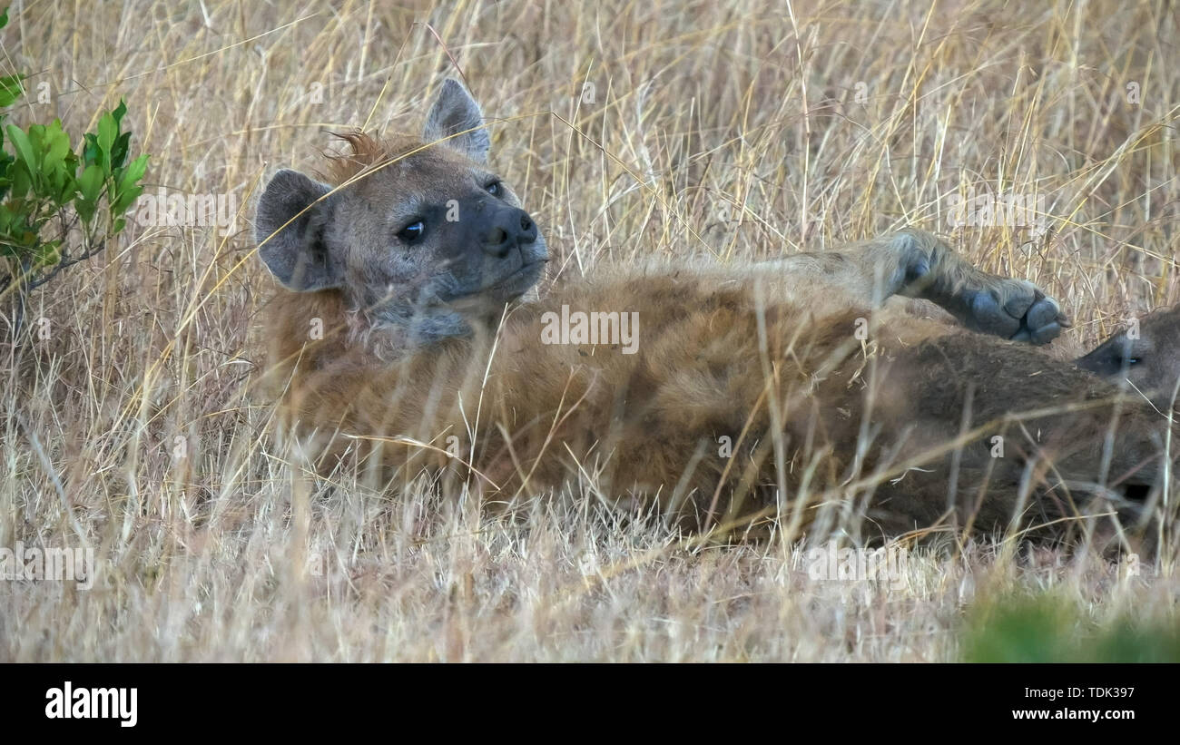 Une hyène femelle nourrissant ses petits dans le Masai Mara, Kenya Banque D'Images