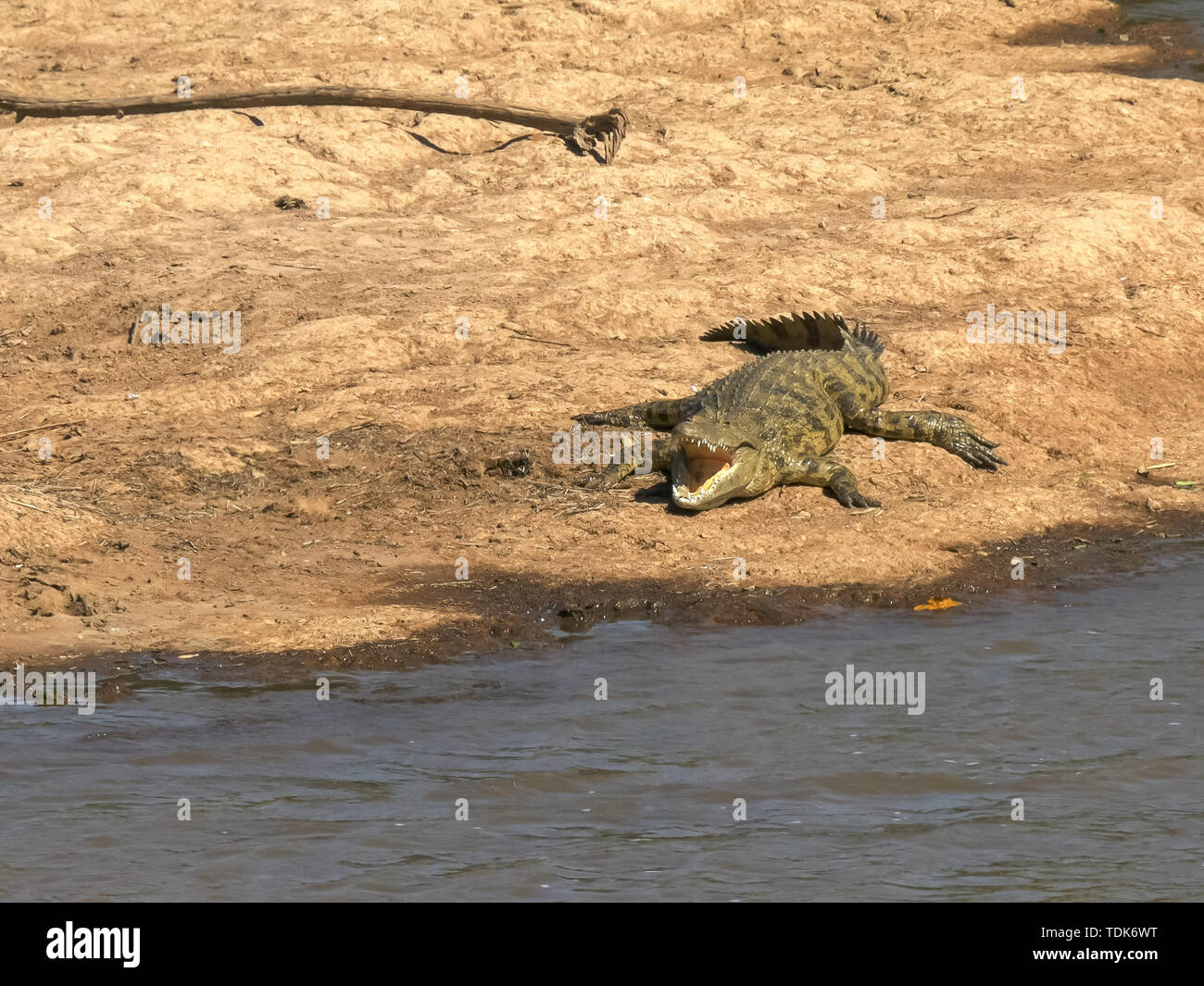 High angle shot d'un crocodile avec la bouche ouverte sur les rives de la rivière mara à masai Mara, Kenya Banque D'Images