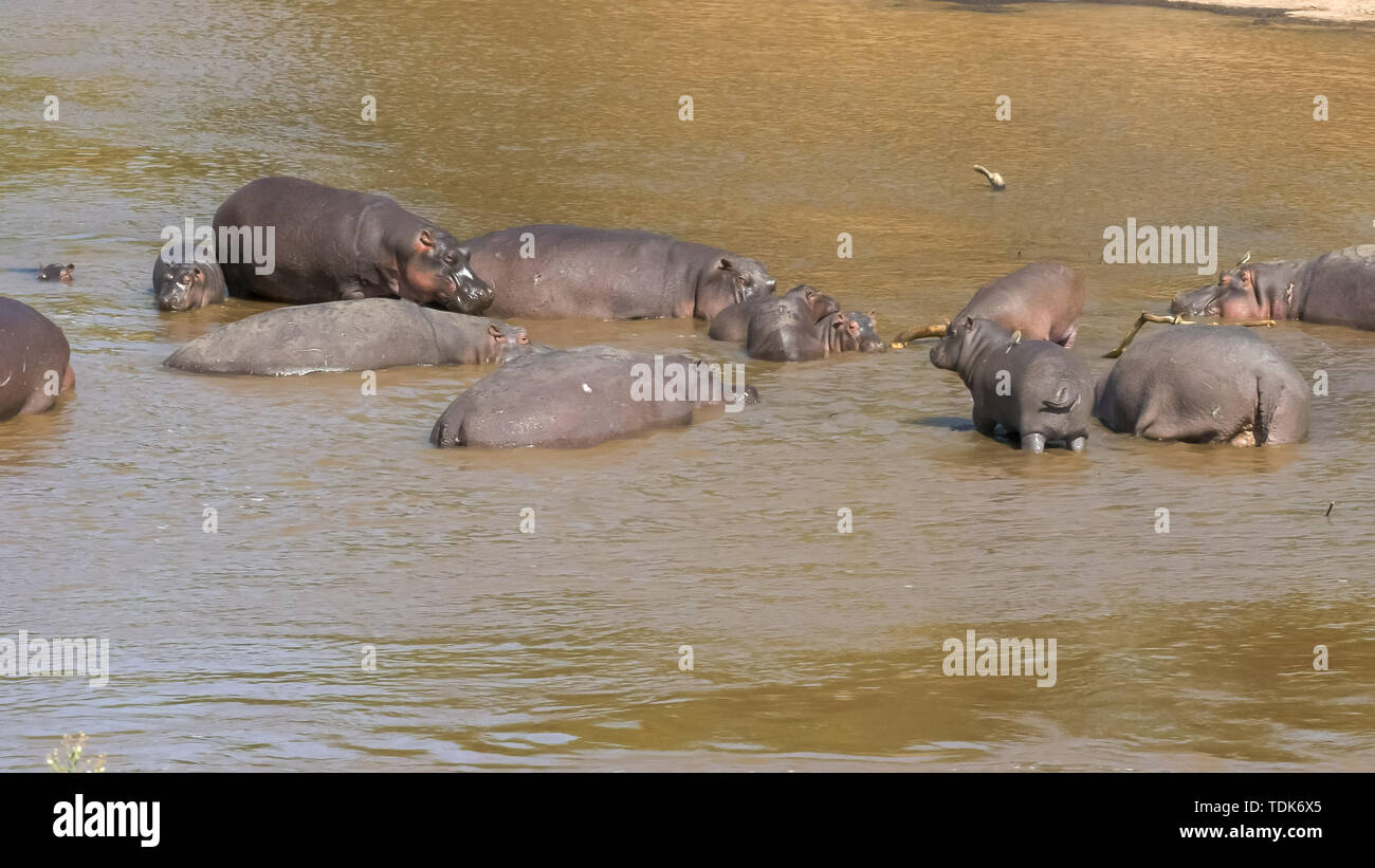 Un troupeau d'hippopotames dans la rivière mara à masai Mara, Kenya Banque D'Images