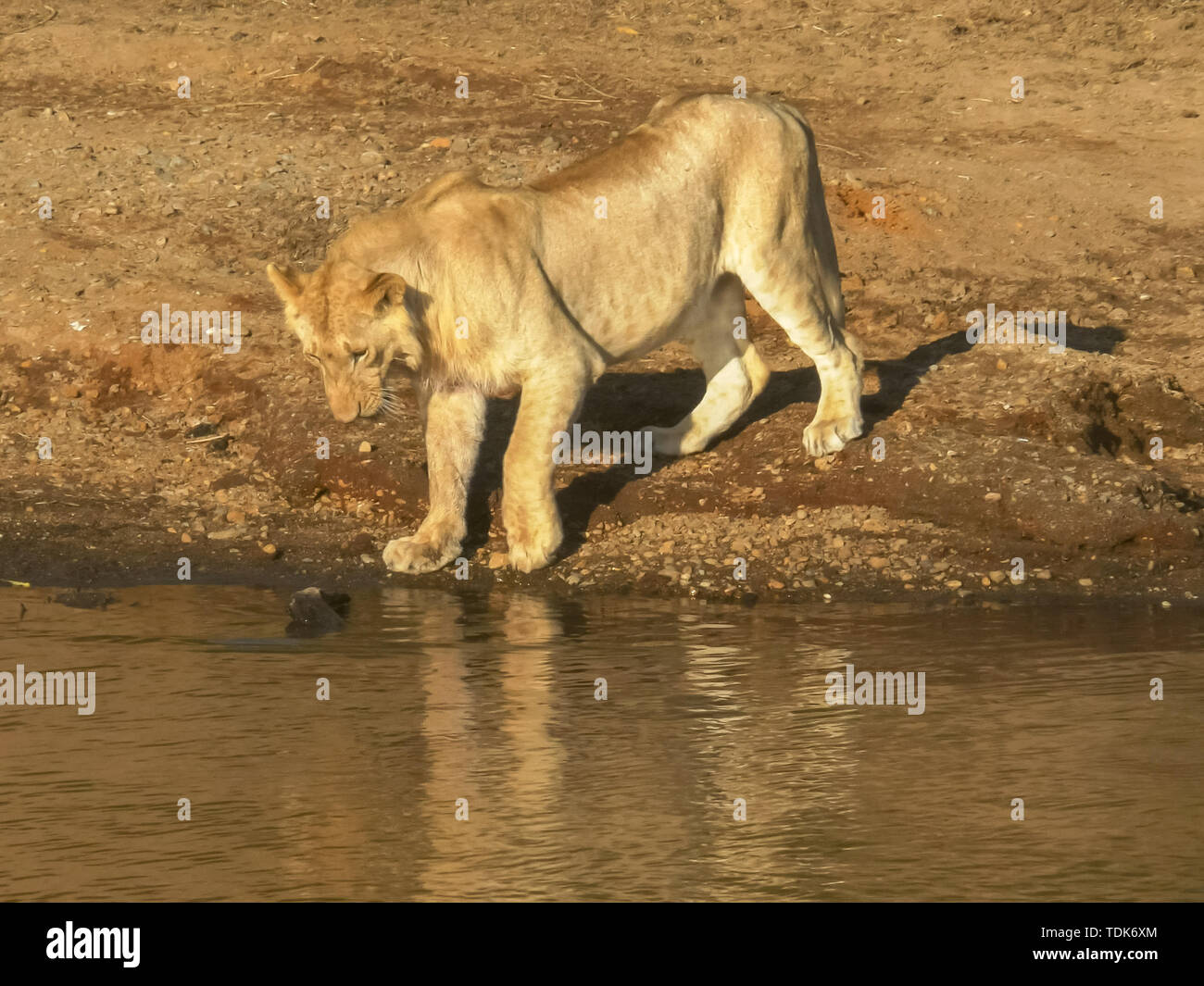 Un jeune lion teste les eaux de la rivière Mara avec sa patte à masai Mara, Kenya Banque D'Images