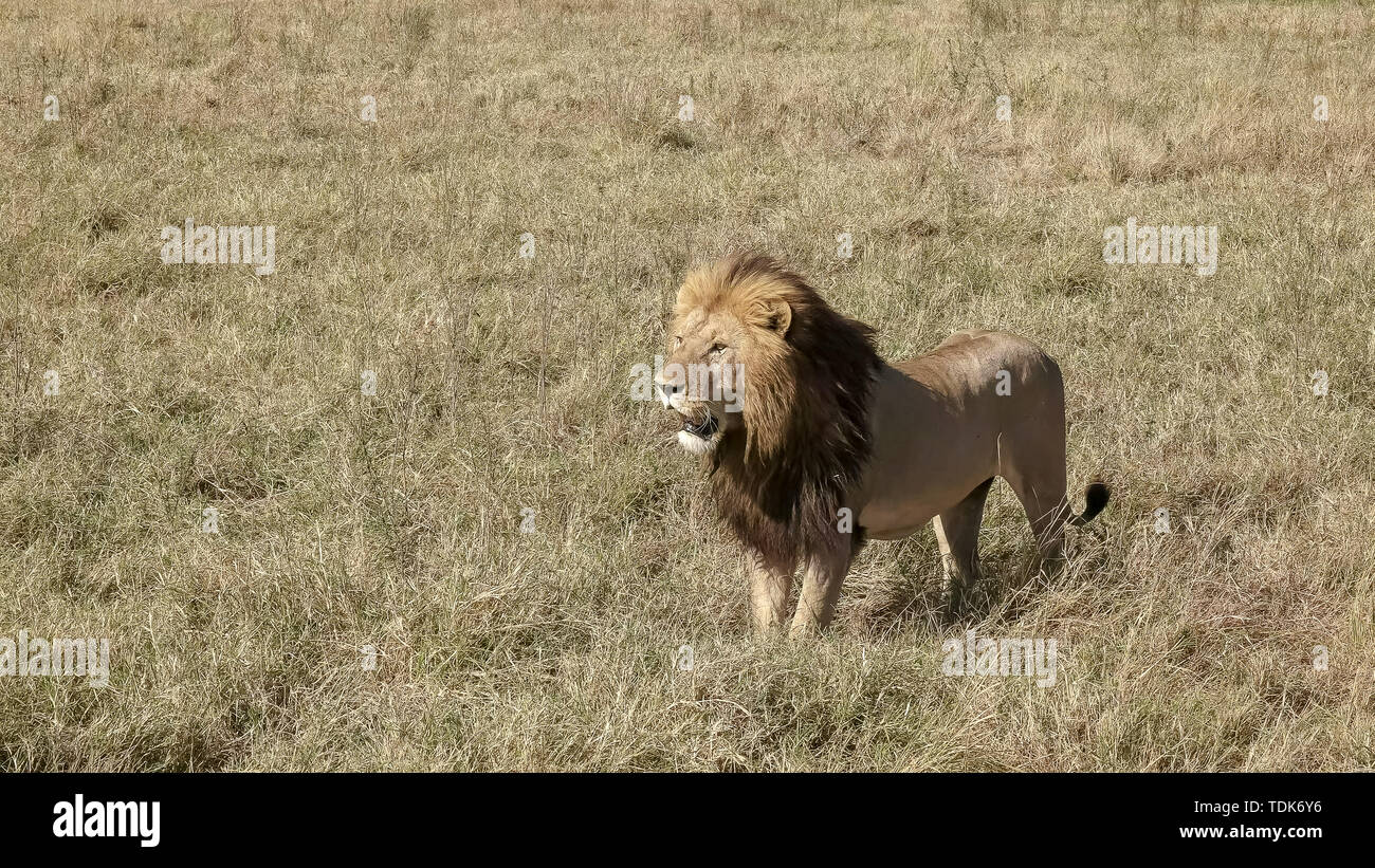 Un lion mâle regardant un mâle rival dans les masais Mara, Kenya Banque D'Images