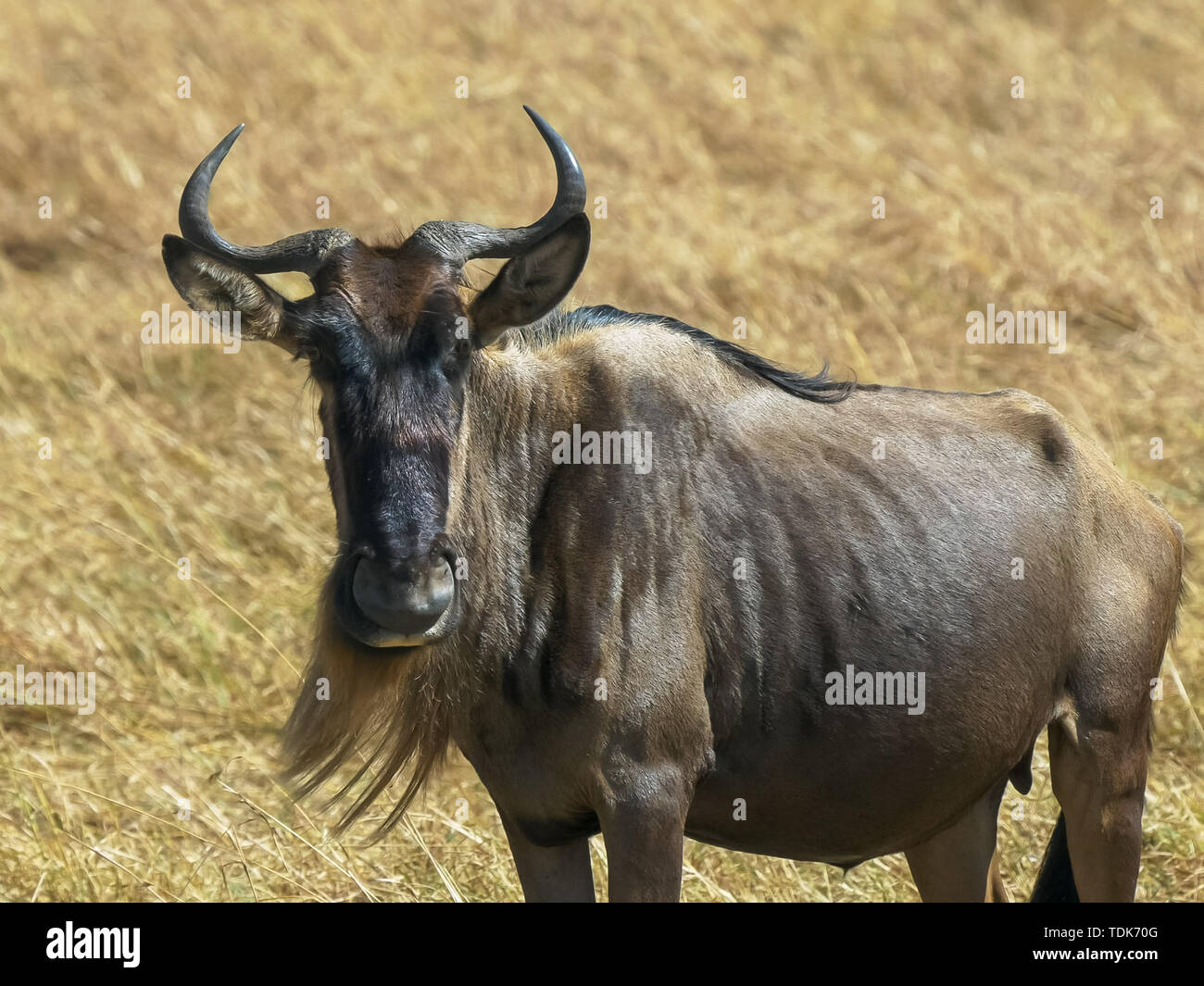 Close up de la tête et le visage d'un des gnous dans le Masai Mara, Kenya Banque D'Images