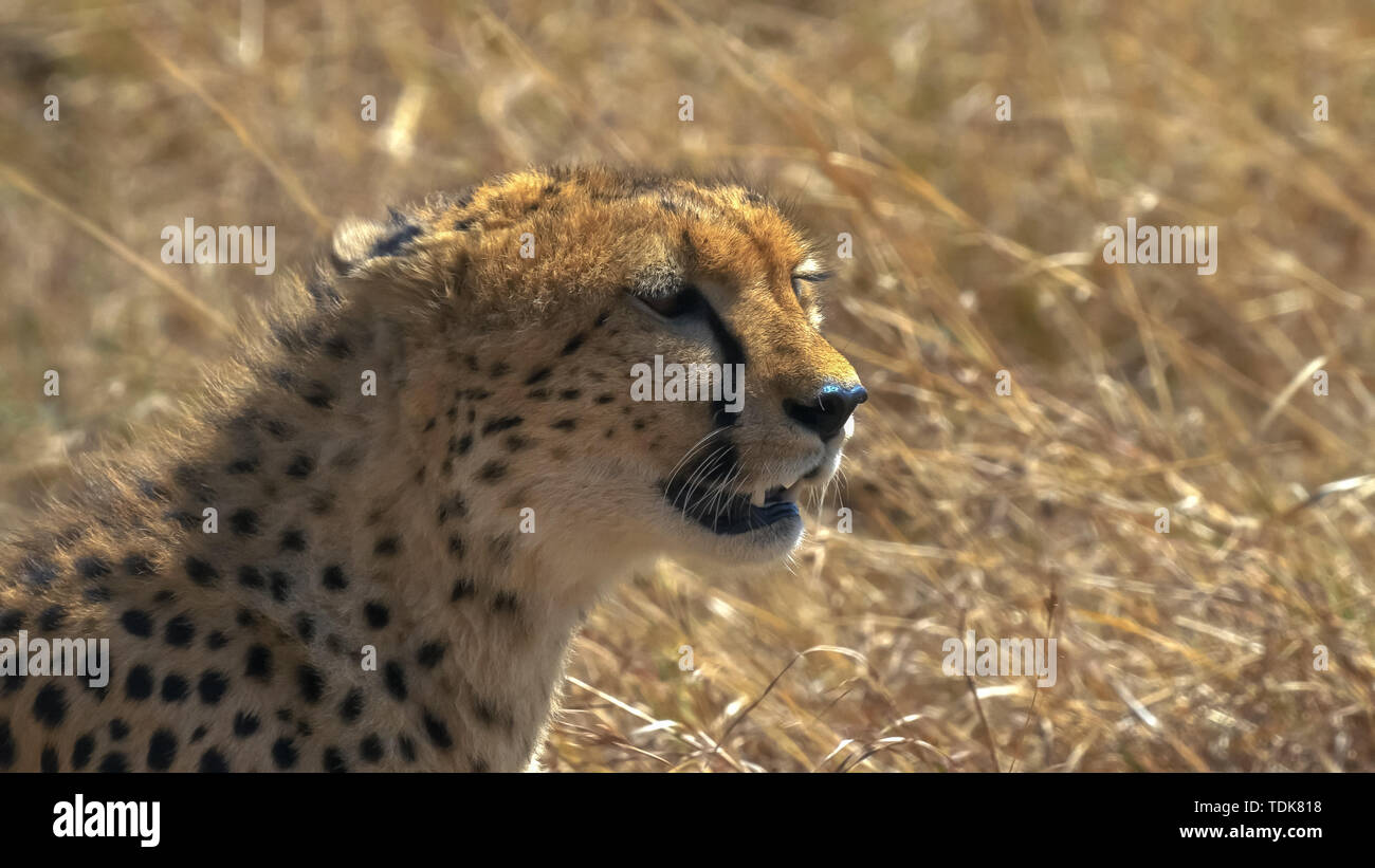 Close up d'un guépard assis regardant à droite dans le Masai Mara, Kenya Banque D'Images