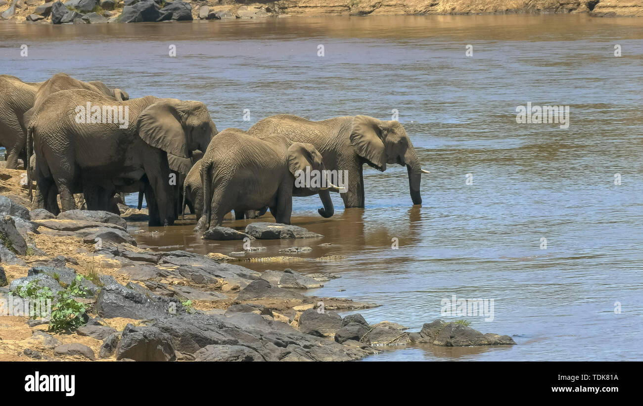 Prise de vue au grand angle d'un troupeau d'éléphants de l'eau potable dans la rivière Mara Masai Mara game reserve, Kenya Banque D'Images