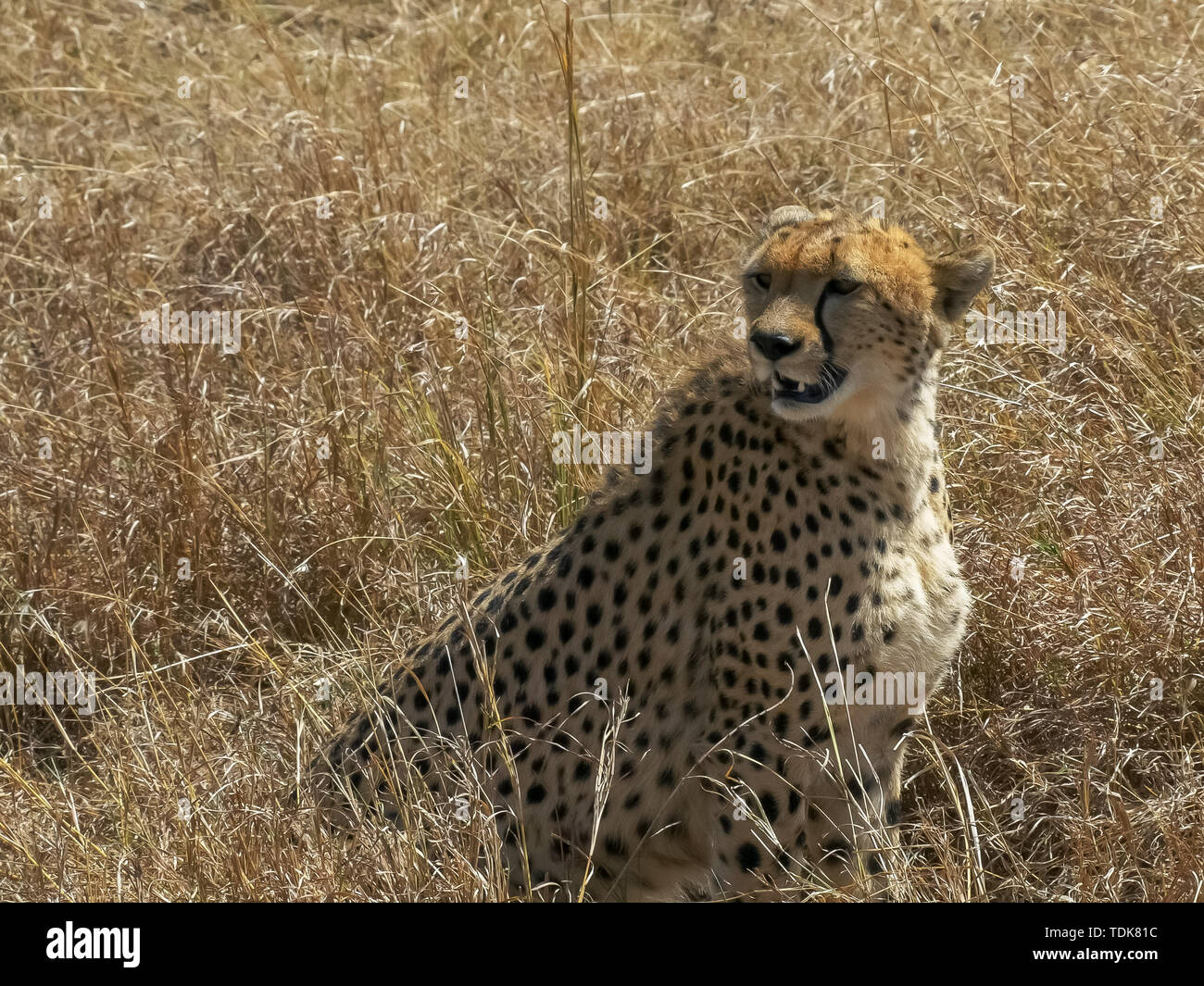 Plan moyen d'une femelle guépard assis dans le Masai Mara, Kenya Banque D'Images