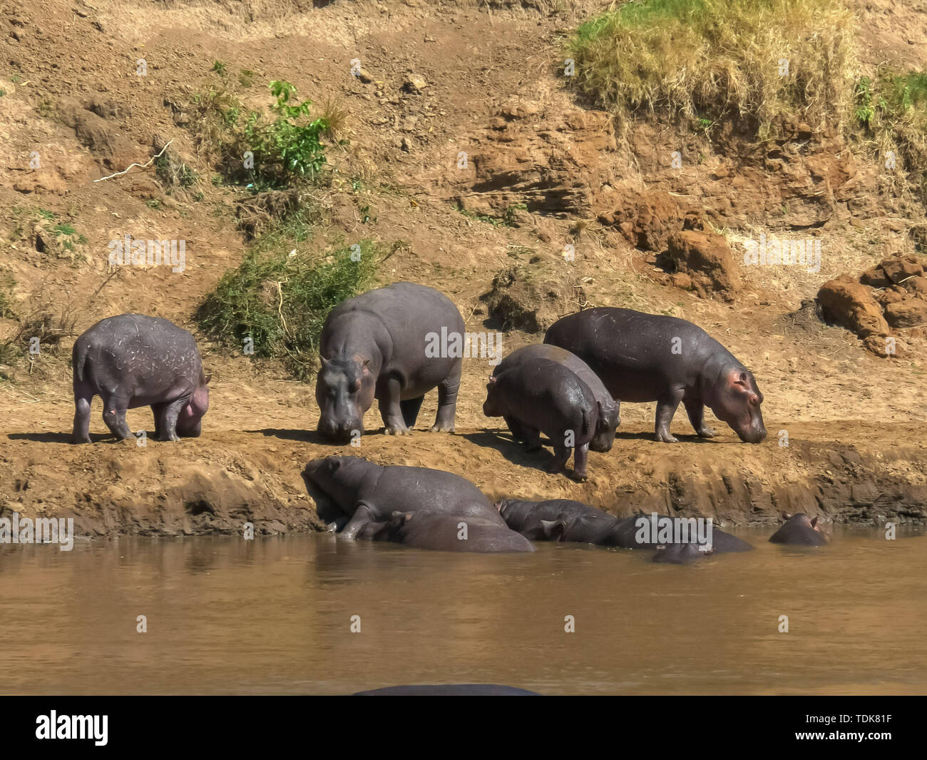 Troupeau d'hippopotame sur mara river bank dans le Masai Mara, Kenya Banque D'Images