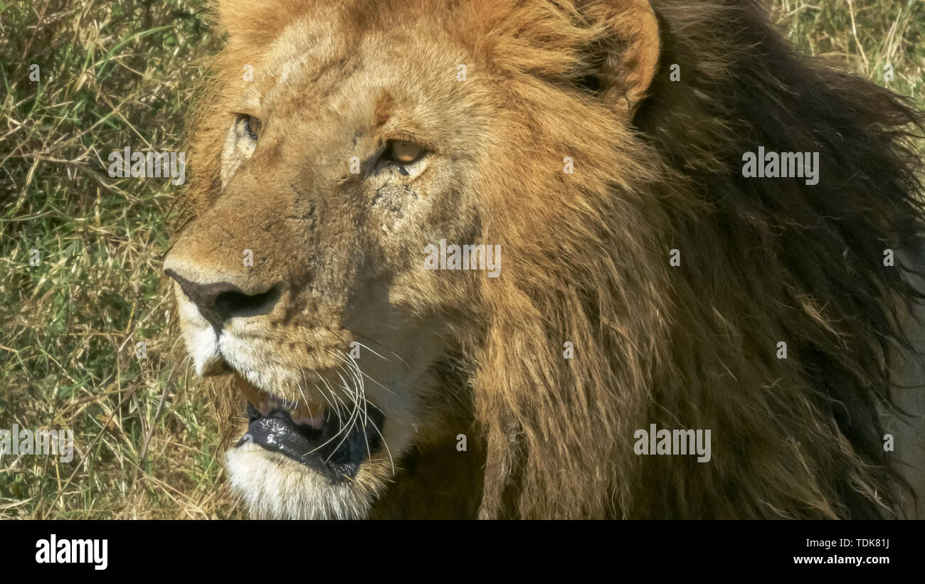 Extreme close up de la face d'un lion mâle dans le Masai Mara, Kenya Banque D'Images