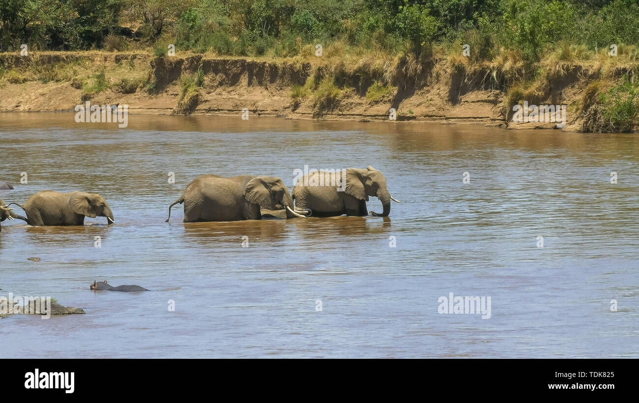 Plan d'ensemble d'un troupeau d'éléphants en train de traverser la rivière Mara dans le Masai Mara, Kenya Banque D'Images