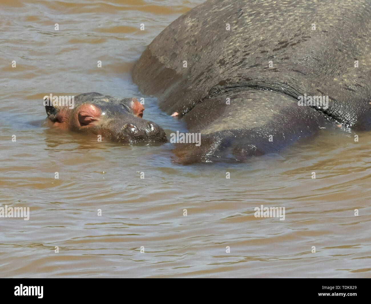 Un bébé hippo reste près de sa mère submergée à mara River dans le Masai Mara, Kenya Banque D'Images