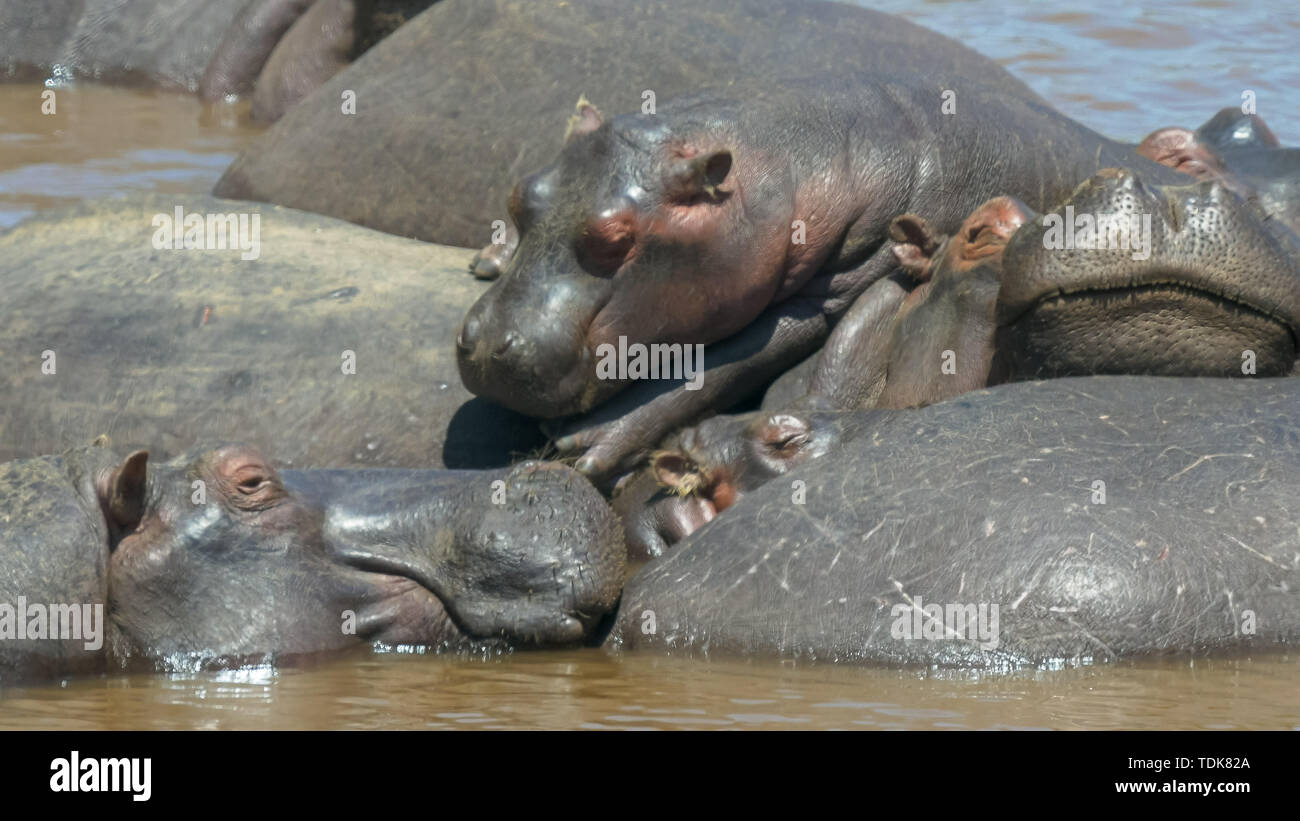 Hippopotames empilées les unes sur les autres dans un bain de soleil à la rivière Mara masai Mara, Kenya Banque D'Images
