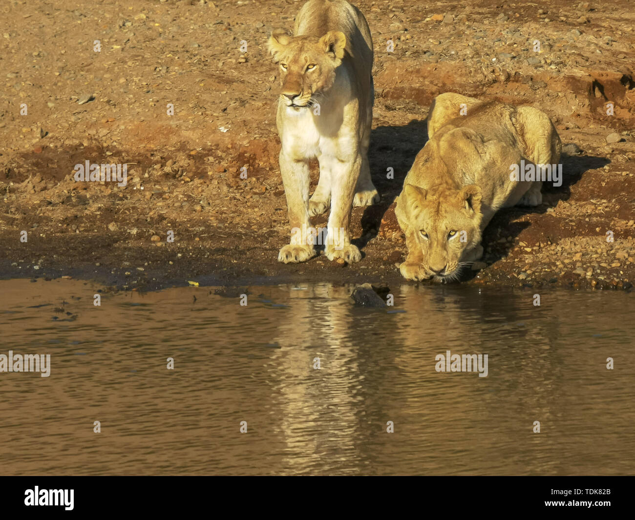 Un lion boit de l'eau de la rivière Mara comme ses compagnons regarder sur dans les masais Mara, Kenya Banque D'Images