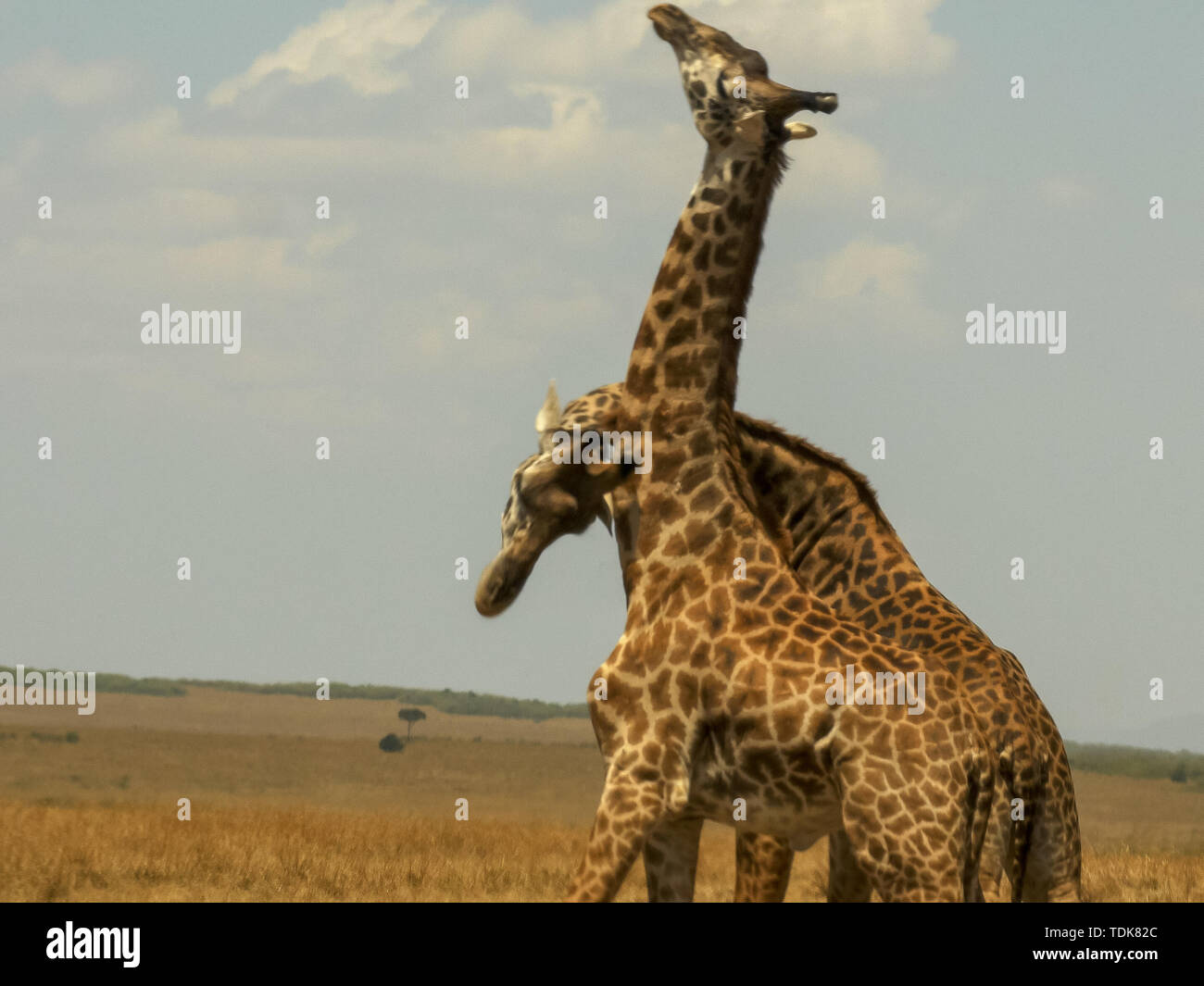 Deux girafes mâles gorges d'établir la position dominante sur le Masai Mara game reserve Banque D'Images