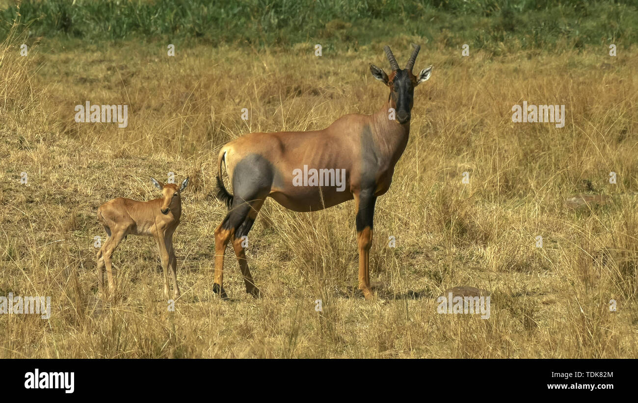 Topi antilope et bébé dans le Masai Mara, Kenya Banque D'Images