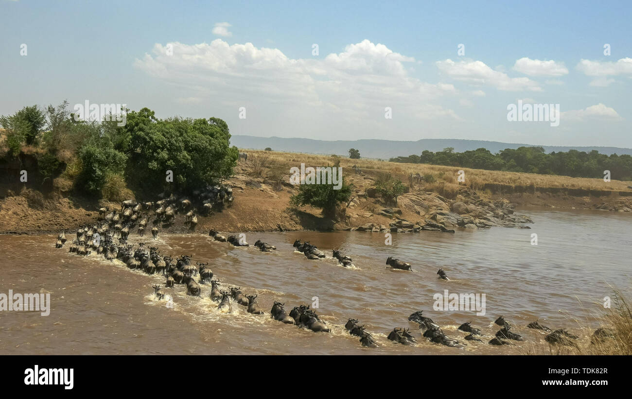 Vue grand angle d'un grand troupeau de gnous traversant la rivière Mara dans le Masai Mara, Kenya Banque D'Images