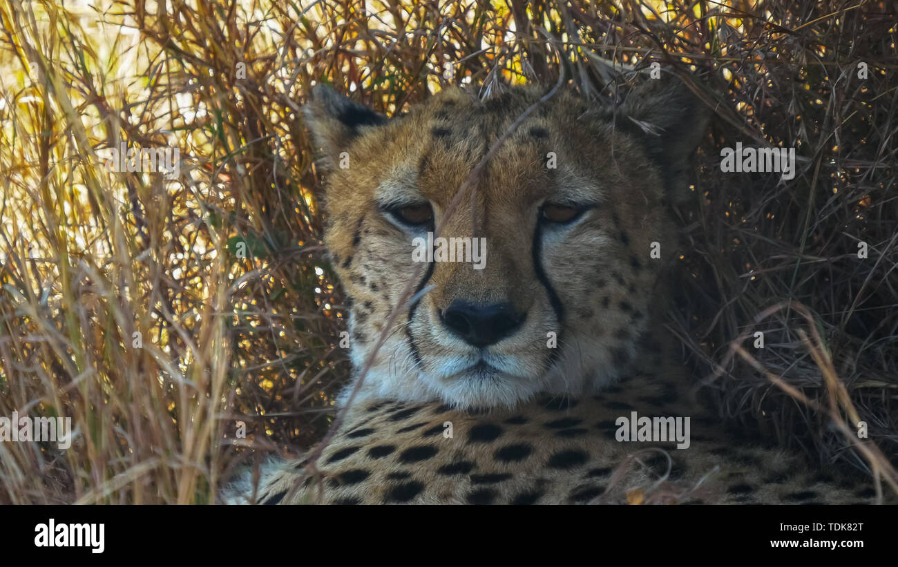 Extreme close up de la face d'un guépard couché dans l'ombre à la réserve Masai Mara, Kenya Banque D'Images
