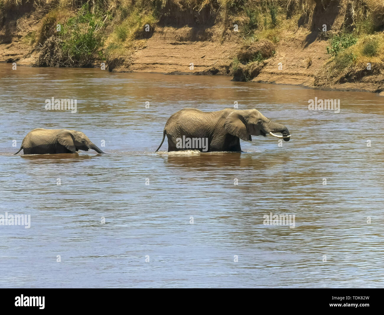 Mère et de l'éléphant traversant la rivière Mara veau dans le Masai Mara, Kenya Banque D'Images