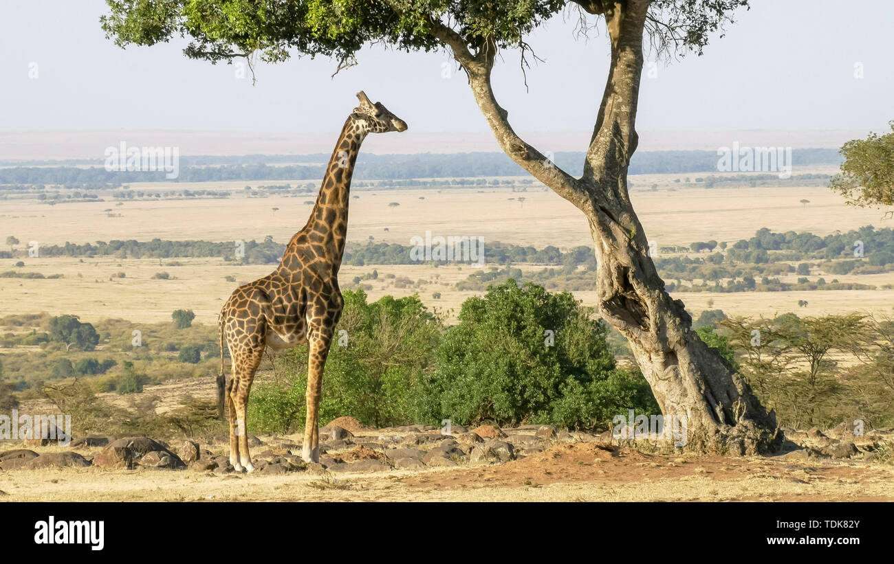 Plan large d'une girafe de mâcher les feuilles d'acacia dans le Masai Mara, Kenya Banque D'Images