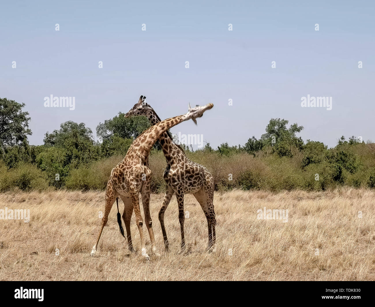 Aperçu de l'ensemble des girafes mâles gorges dans les masais Mara, Kenya Banque D'Images
