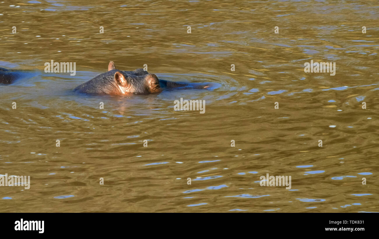 High angle portrait d'un hippopotame immergé dans la rivière Mara dans le Masai Mara, Kenya Banque D'Images