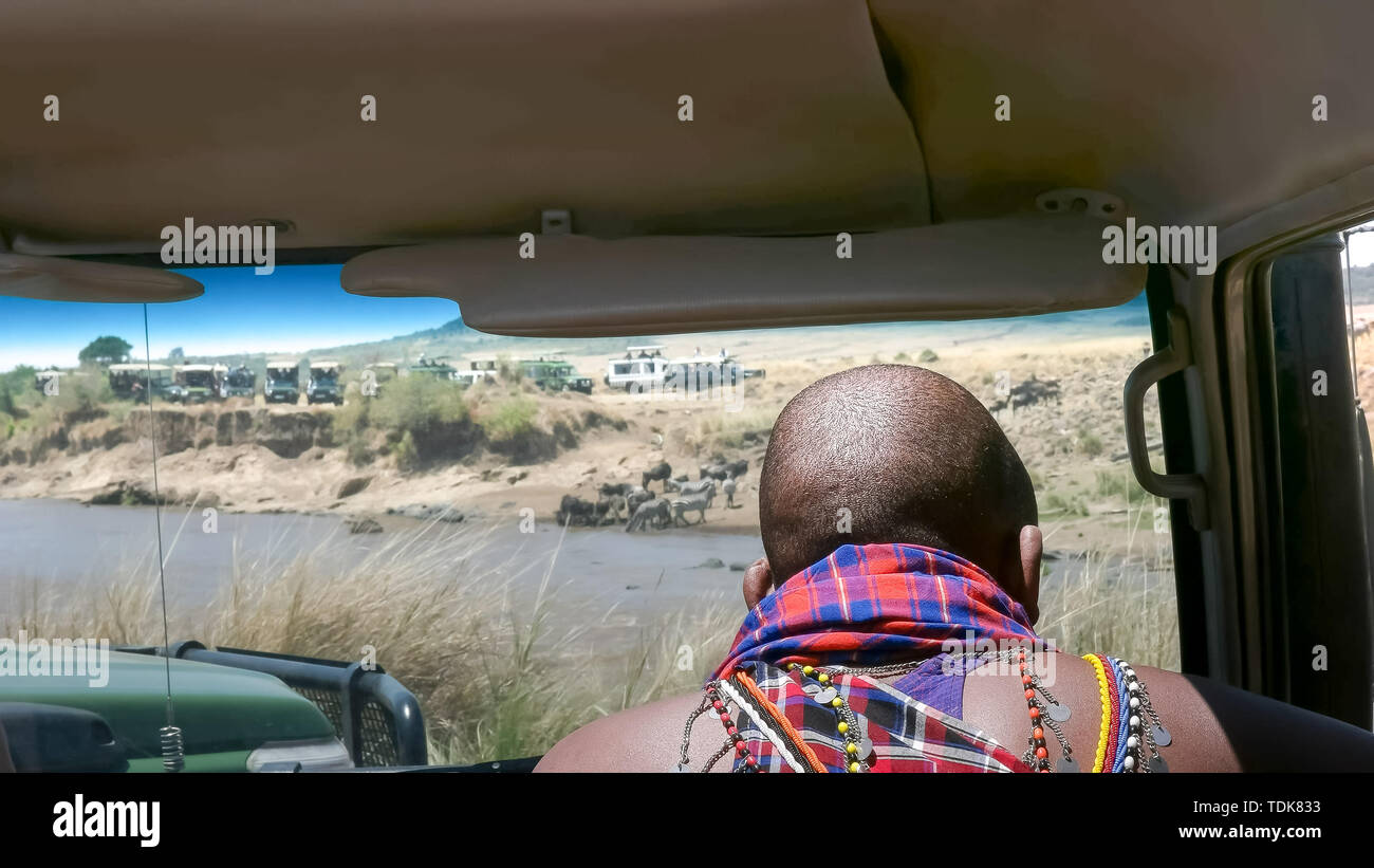 Guide maasai est assis dans son 4x4 regarder des gnous rassemblement à la rivière Mara au Kenya Banque D'Images