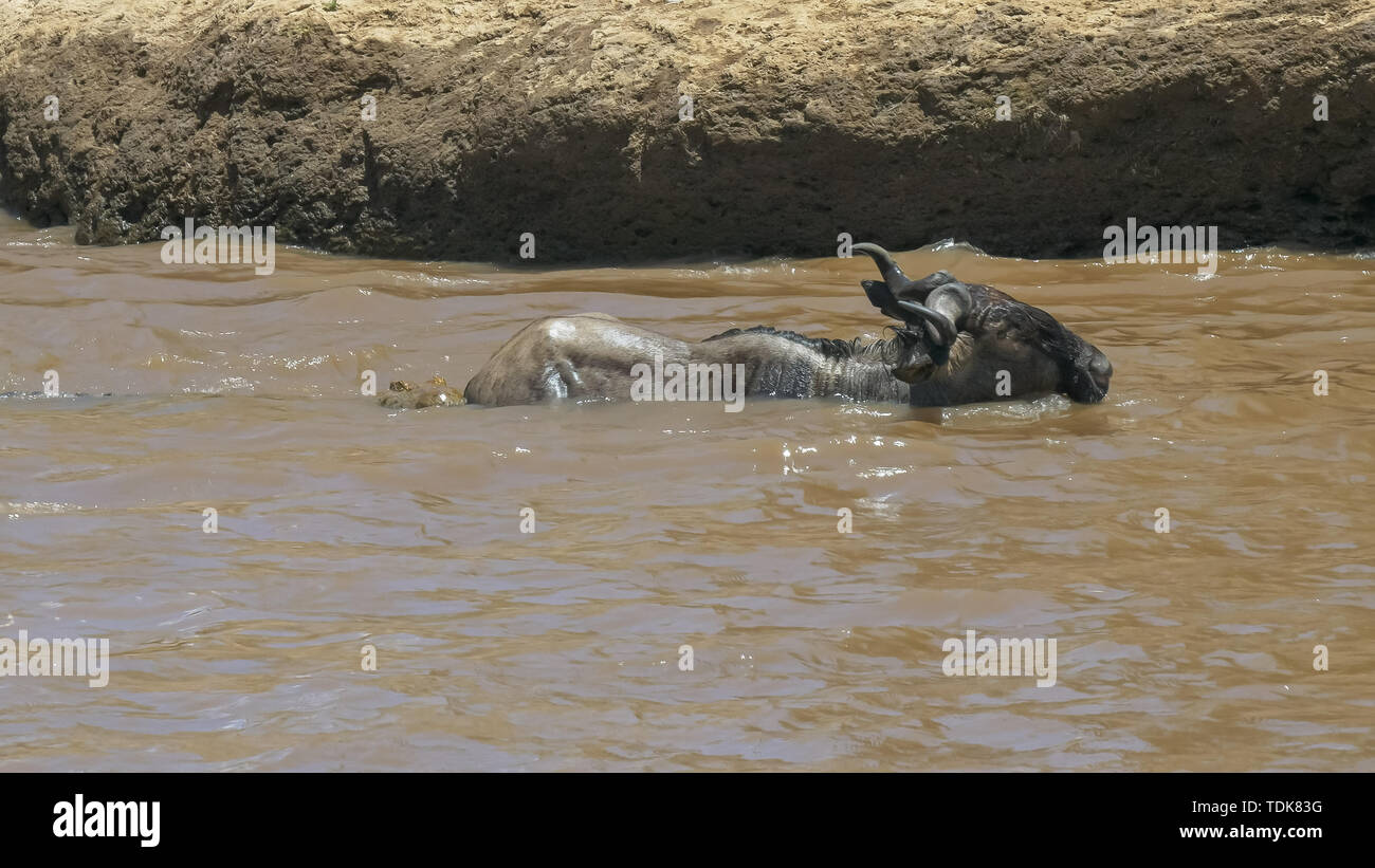 Deux crocodiles attaquer un adulte des gnous traversant la rivière Mara dans le Masai Mara, Kenya Banque D'Images