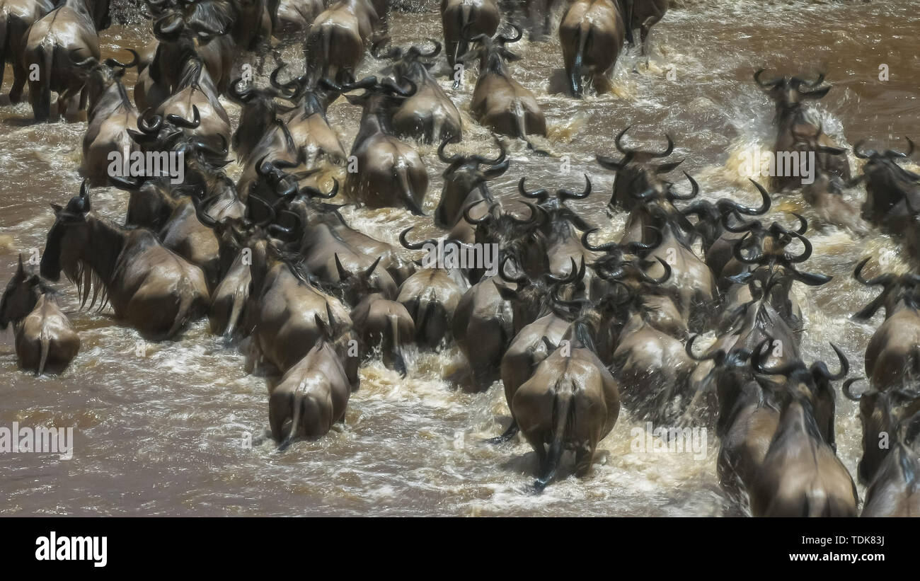 Une exposition longue, fermer l'arrière Vue de dessus de gnous traversant la rivière Mara dans le Masai Mara, Kenya Banque D'Images