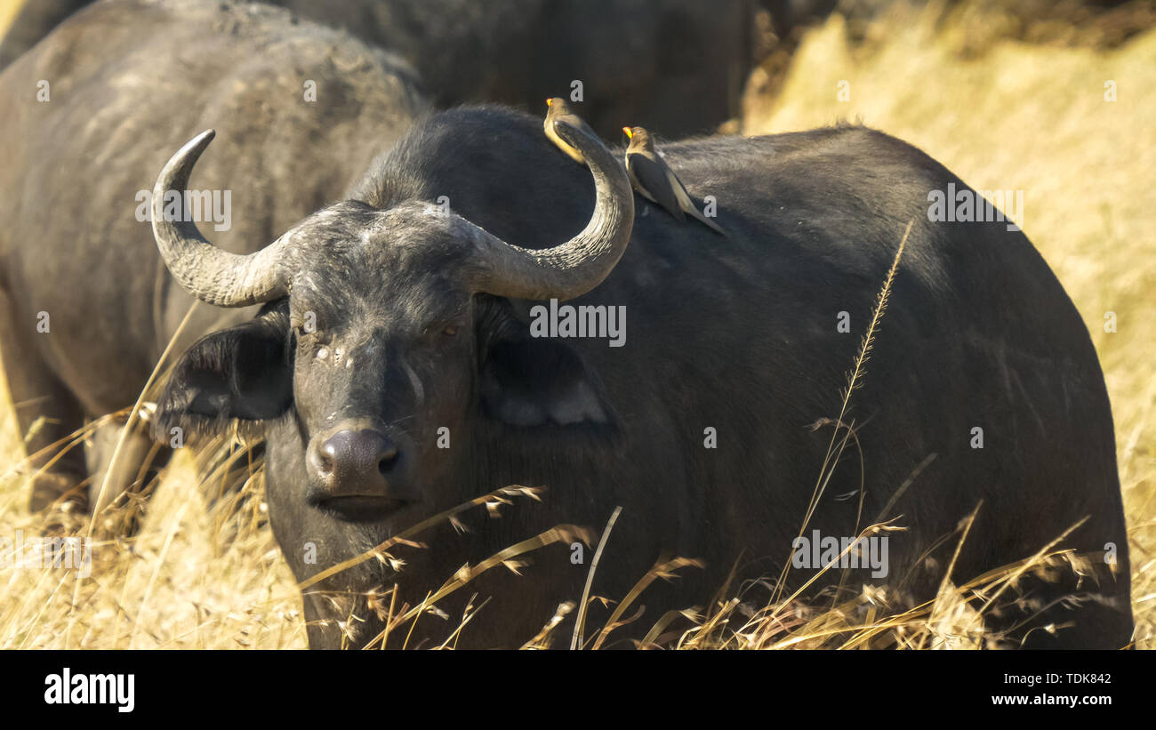 Close up d'un buffle avec deux oxpeckers sur son dos dans le Masai Mara, Kenya Banque D'Images