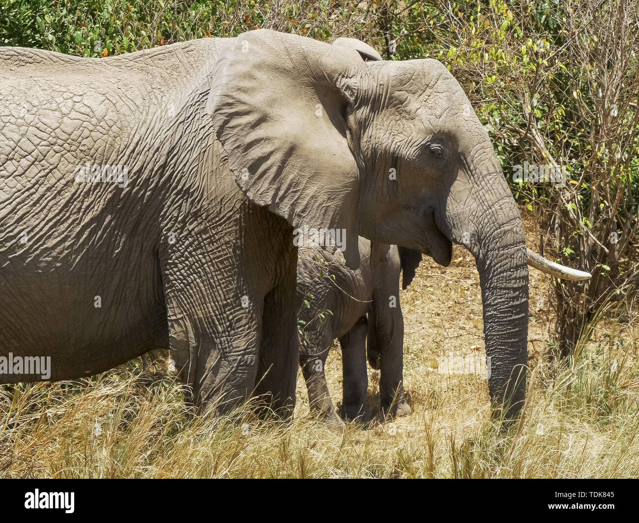 Un troupeau d'éléphants se nourrir dans la réserve Masai Mara, Kenya Banque D'Images