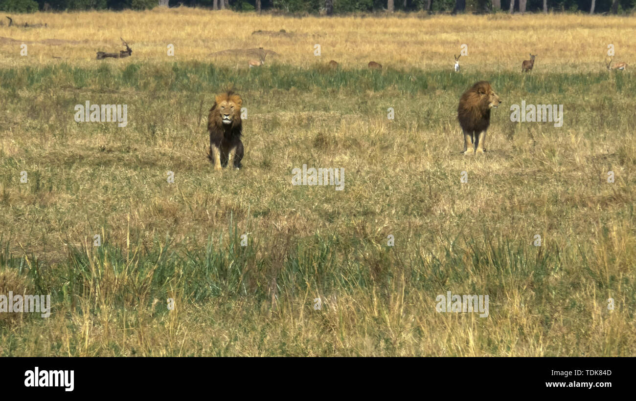 Deux jeunes lions mâle en coalition watch un rival dans le Masai Mara, Kenya Banque D'Images