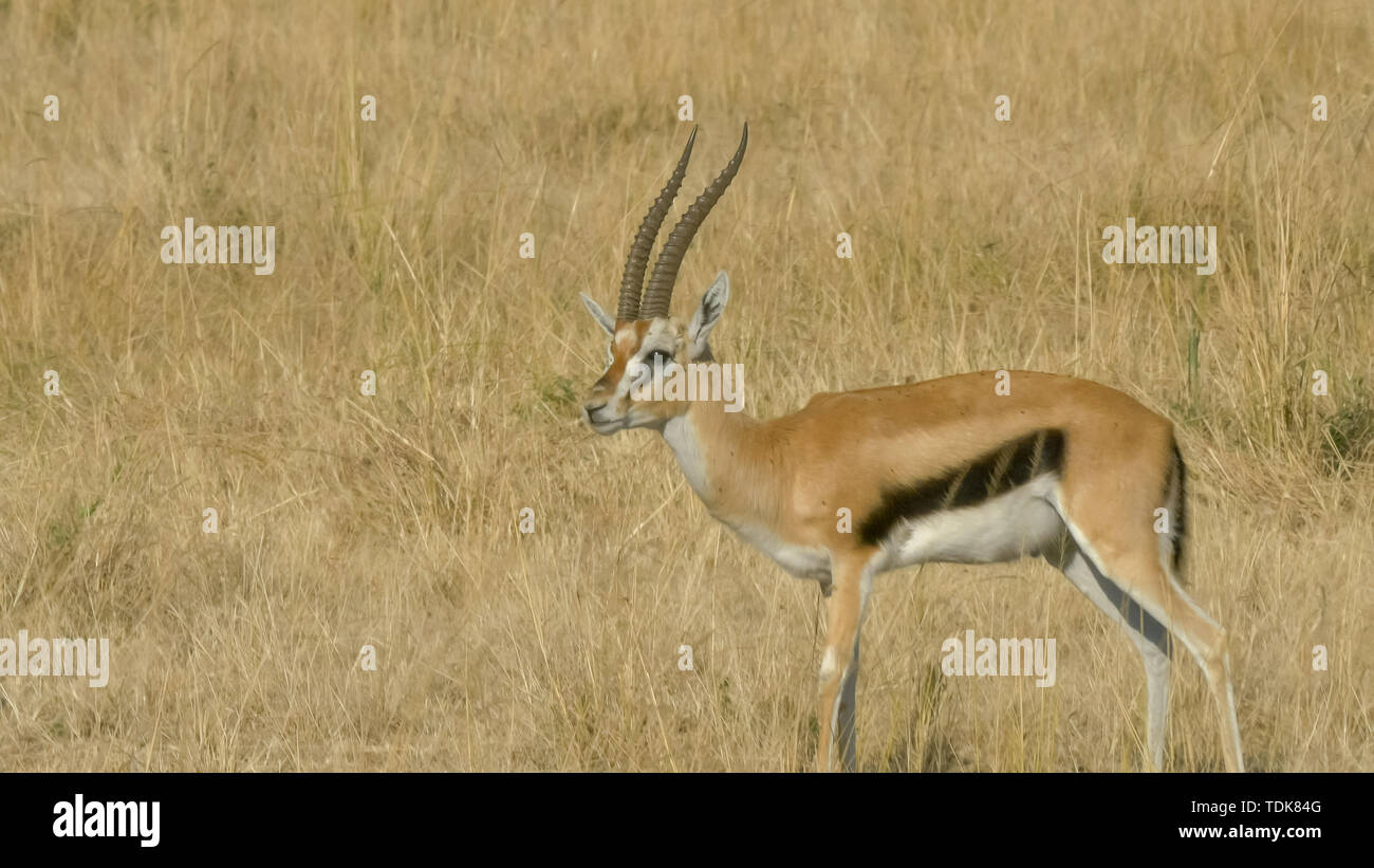 La gazelle de Thompson un toilettage buck dans les masais Mara, Kenya Banque D'Images