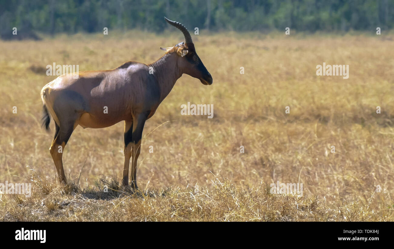 Gros plan d'une antilope topi standing in masai Mara, Kenya Banque D'Images