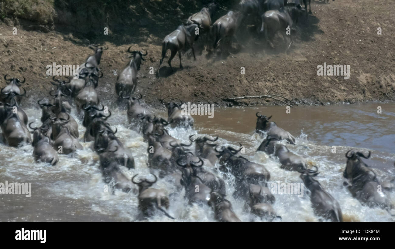 L'exposition à long shot de gnous traversant la rivière Mara dans le Masai Mara, Kenya Banque D'Images