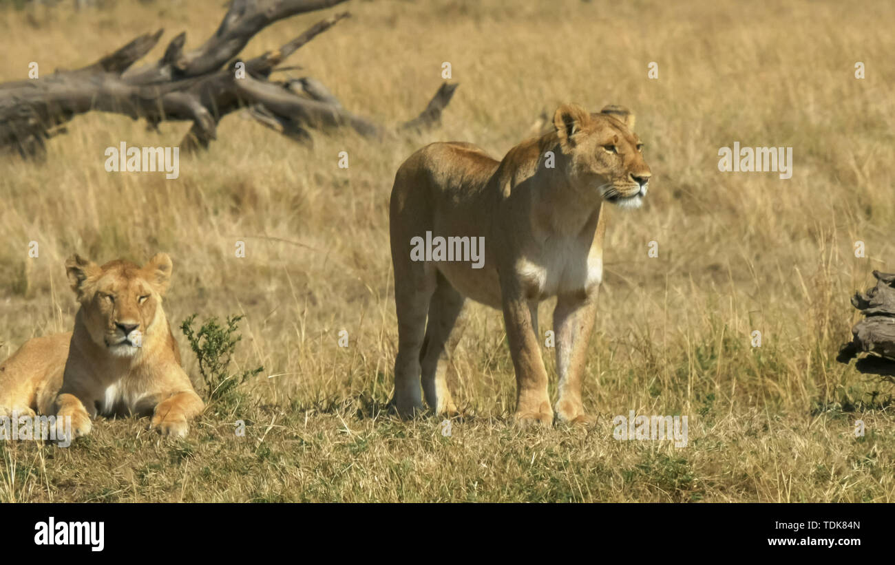 L'enquête sur leur territoire deux lionnes dans les masais Mara, Kenya Banque D'Images