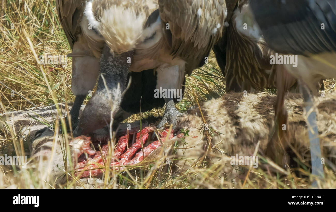 Gros plan de vautours se nourrissent d'une carcasse de zèbre dans le Masai Mara, Kenya Banque D'Images