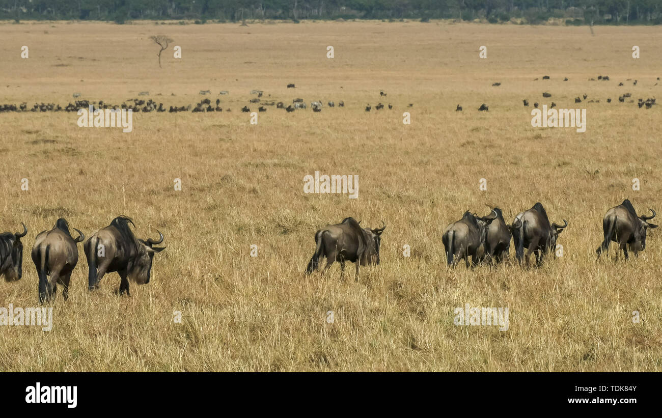Vue de la marche moyenne de gnous dans les masais Mara sur leur migration annuelle Banque D'Images