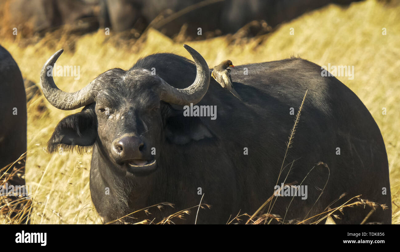 Un buffle avec un lissage oxpecker sur son dos dans le Masai Mara, Kenya Banque D'Images