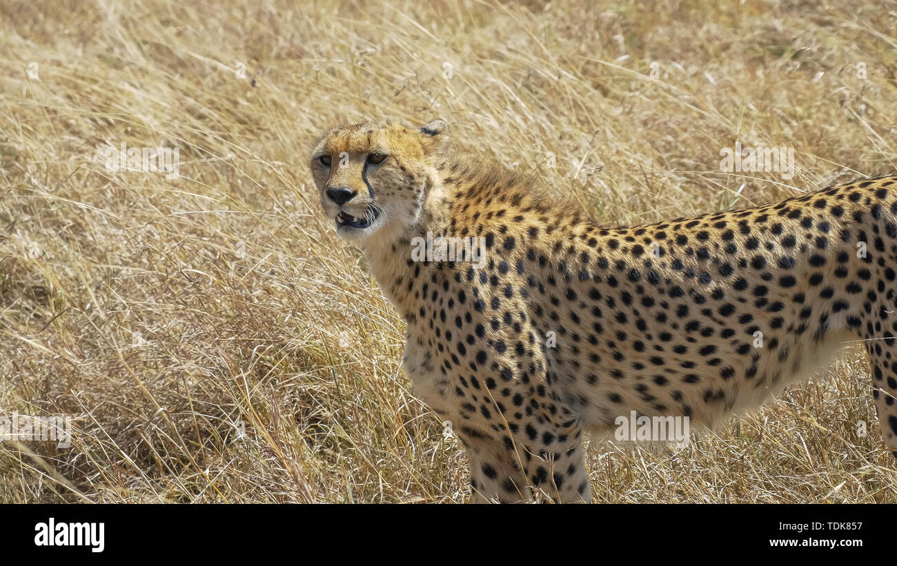 Une femelle guépard se tient et semble laissé en réserve de Masai Mara, Kenya Banque D'Images