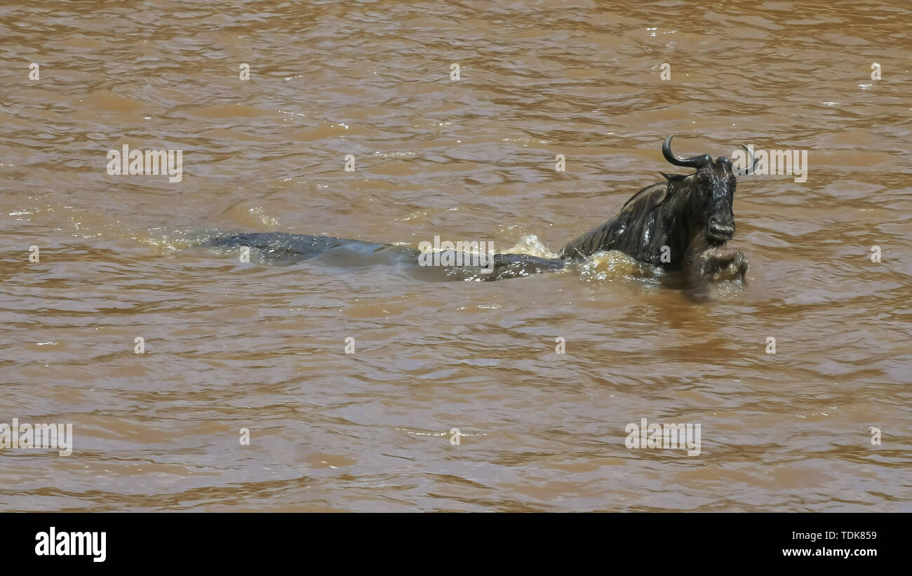 Un adulte de gnous se débat pour se libérer des mâchoires d'un grand crocodile en traversant la rivière Mara dans le Masai Mara, Kenya Banque D'Images