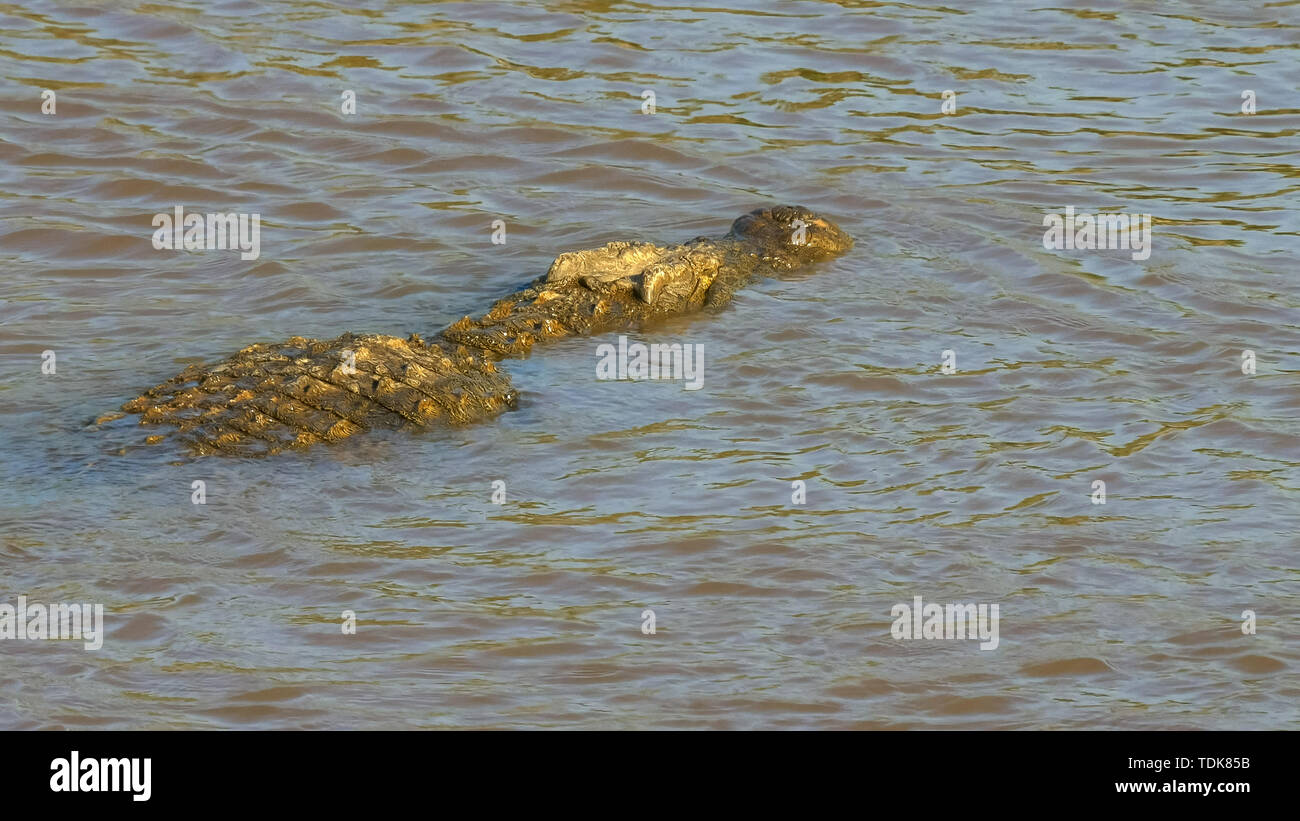 Vue arrière d'un grand crocodile swimming dans la rivière Mara dans masai Mara game reserve, Kenya Banque D'Images