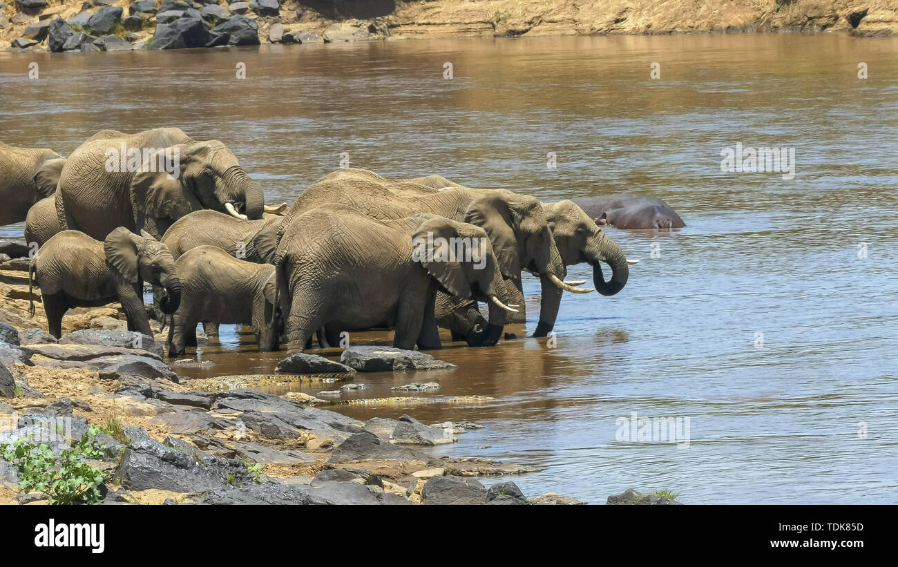 Coup de midi à l'éléphant de boire de la rivière Mara dans le Masai Mara, Kenya Banque D'Images