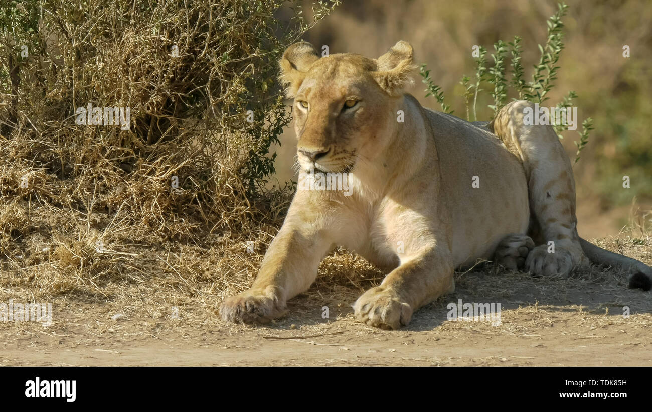 Close up of a Lion cub reposant dans le Masai Mara, Kenya Banque D'Images