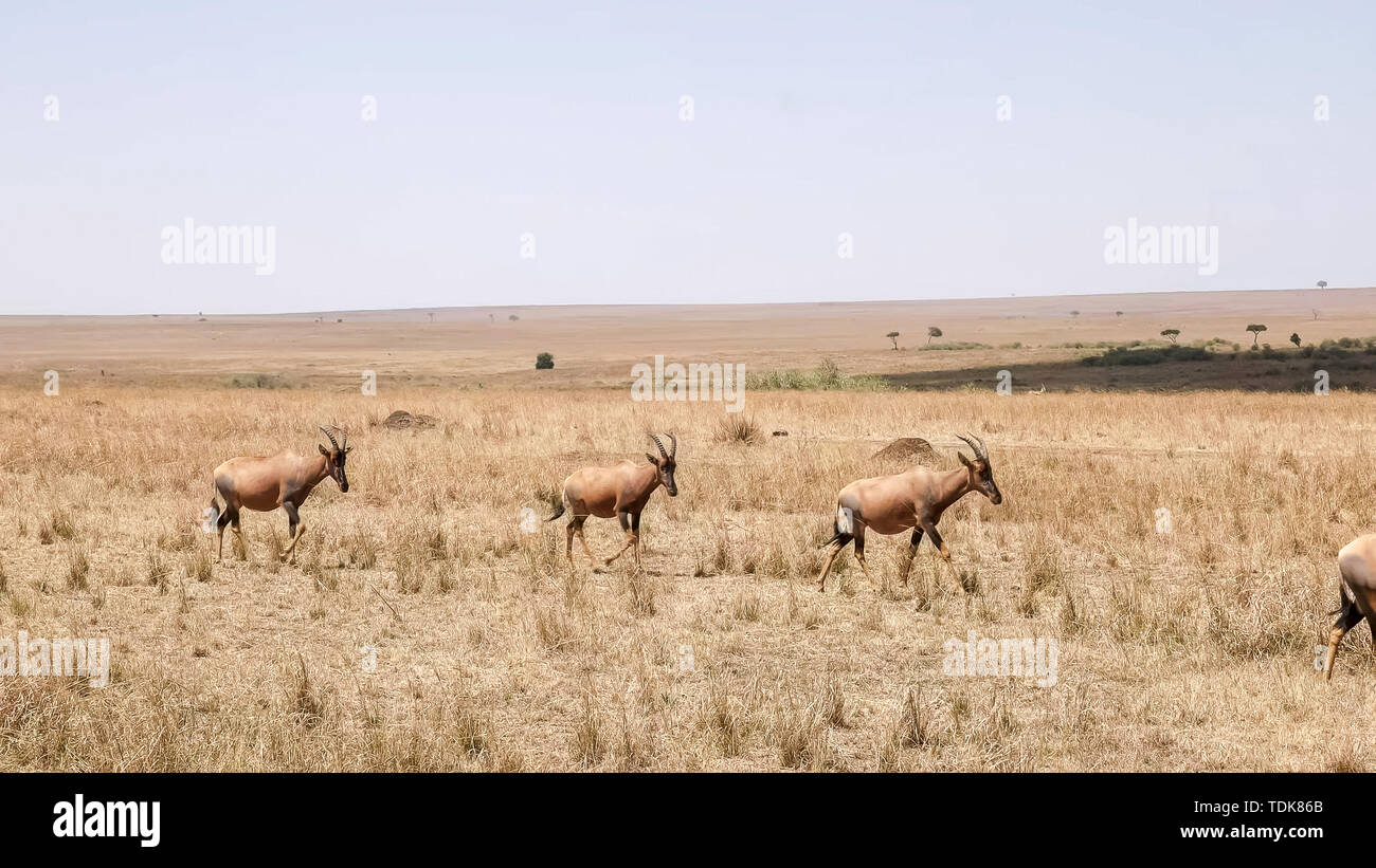 Troupeau d'antilopes topi marche à l'unisson dans le Masai Mara, Kenya Banque D'Images