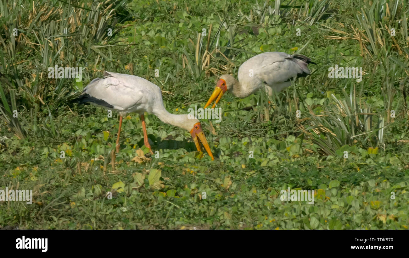 Paire de bec jaune alimentation cigognes dans les masais Mara, Kenya Banque D'Images