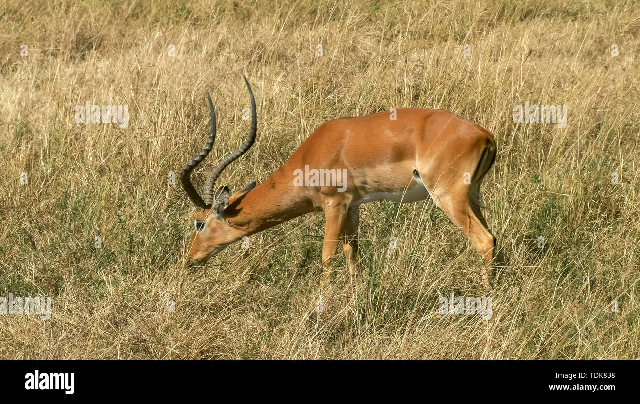 Un mâle impala le pâturage dans le Masai Mara, Kenya Banque D'Images