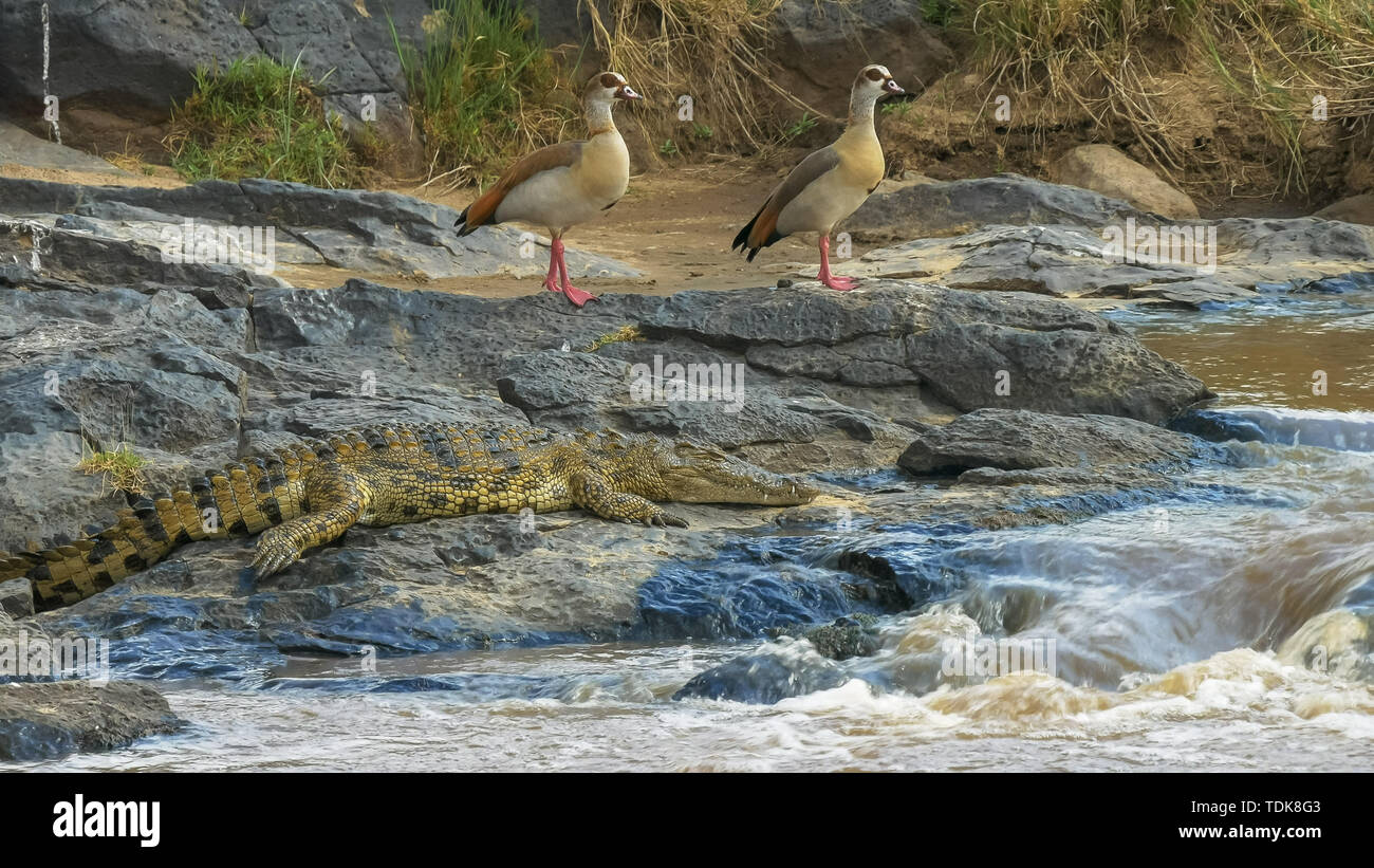 Paire d'oies égyptiennes et un crocodile par le bord de la rivière Mara dans le Masai Mara, Kenya Banque D'Images