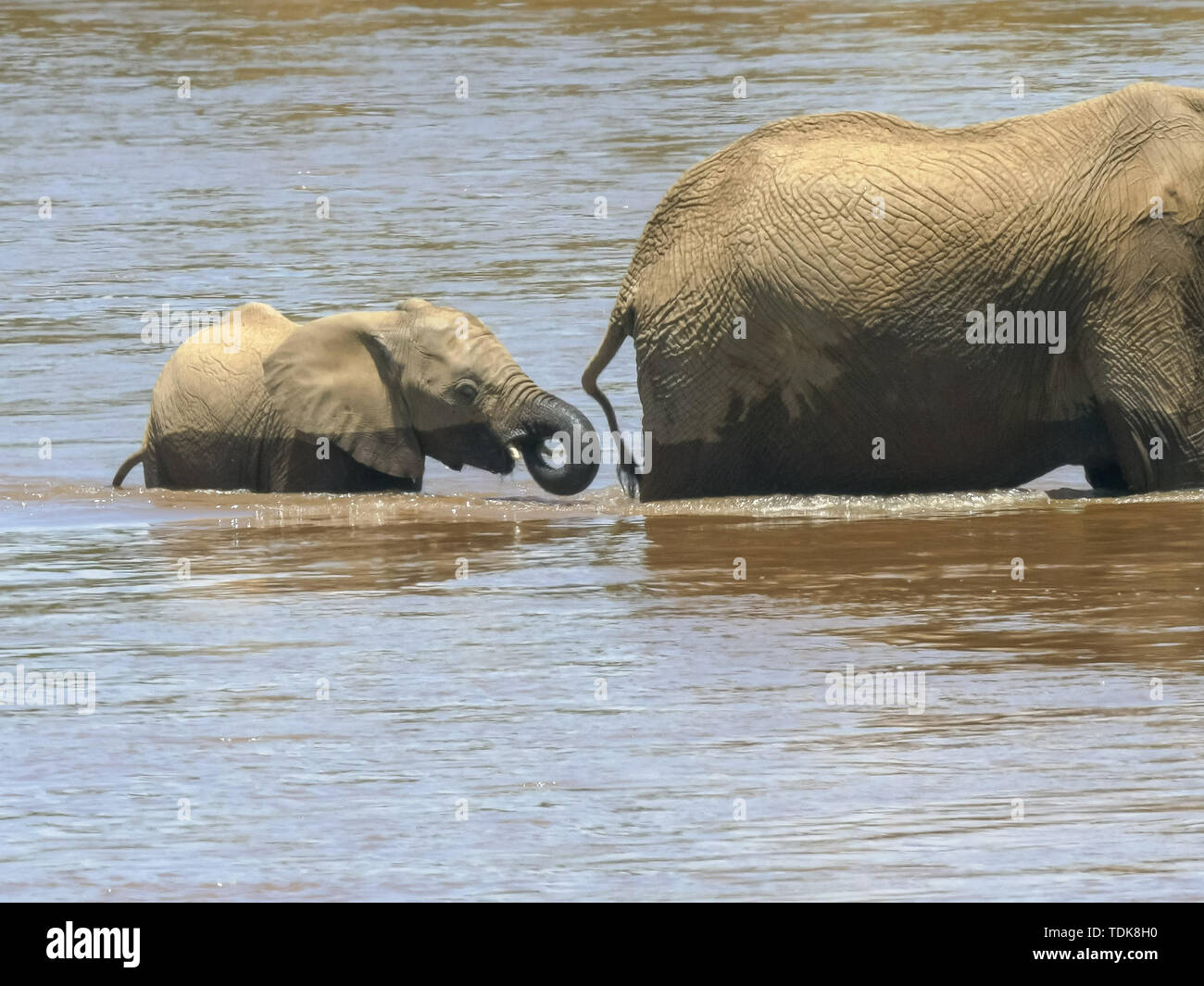 Close up of an elephant calf et mère traversant la rivière Mara dans le Masai Mara, Kenya Banque D'Images