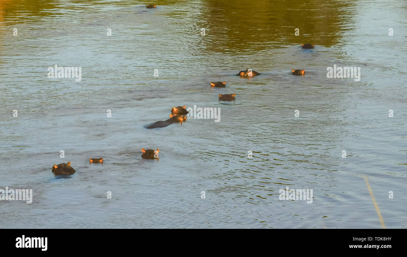 Troupeau d'hippopotames immergés dans la rivière Mara au Maasai Mara, Kenya Banque D'Images