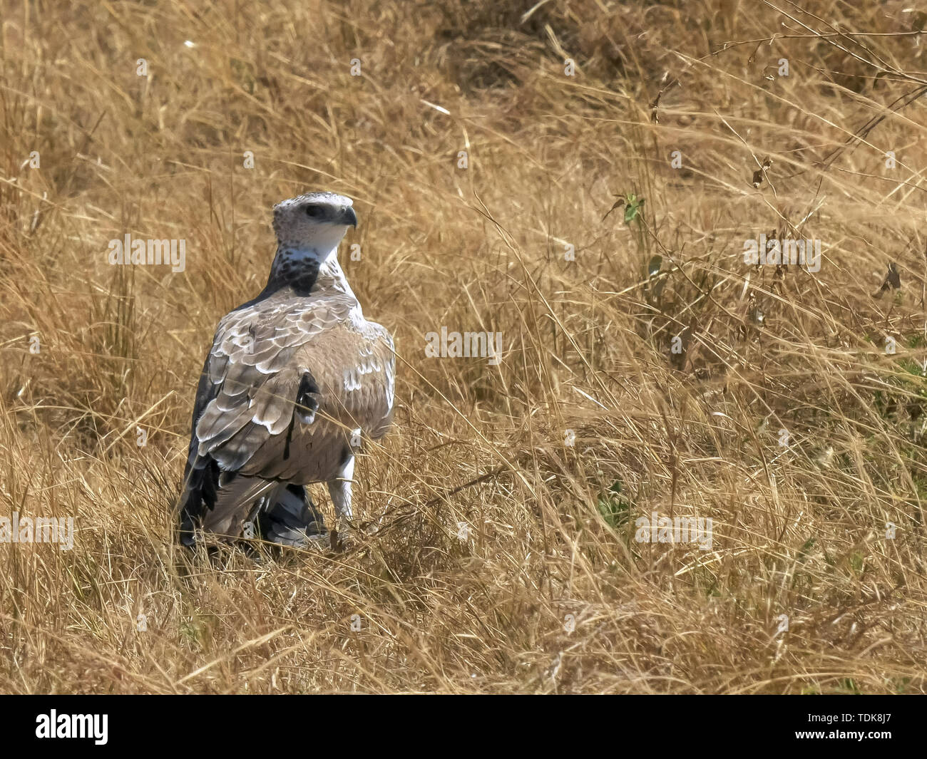Aigle martial immatures se tient sur un kill sur le terrain dans le Masai Mara, Kenya Banque D'Images