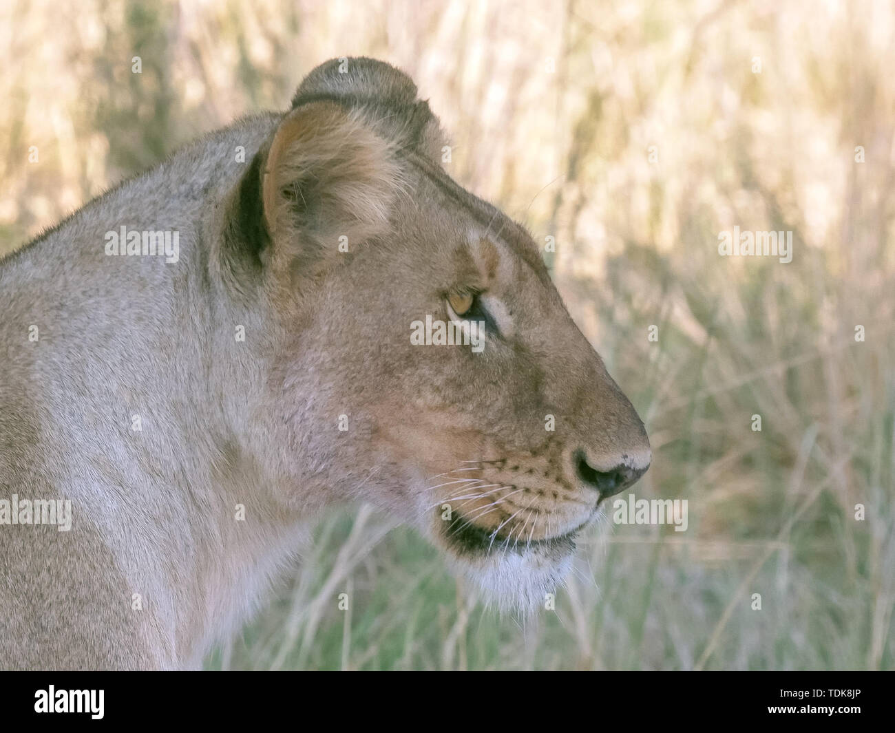Close up Vue de profil d'une lionne dans le Masai Mara, Kenya Banque D'Images